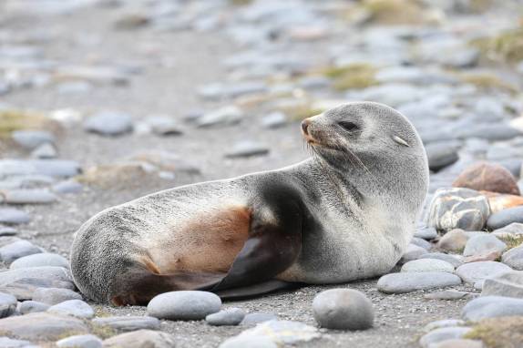 Lobo-marinho recém nascido em praia de Salisbury Plain, na Geórgia do Sul (foto de Brian Myers)